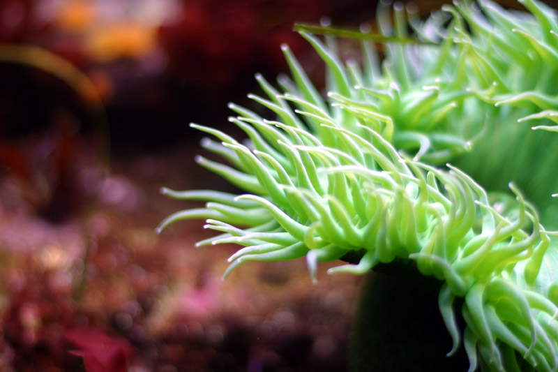 Monterey:anemone