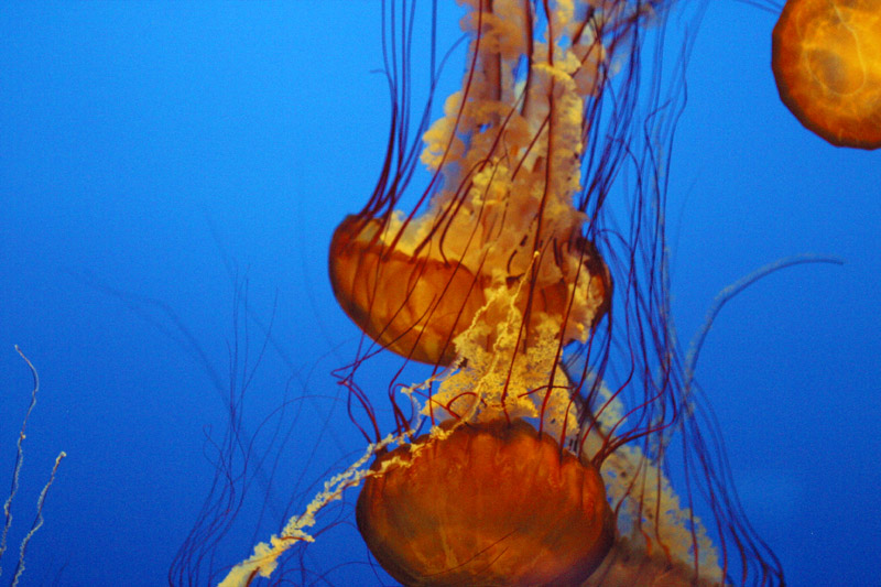 Monterey:jelly totem