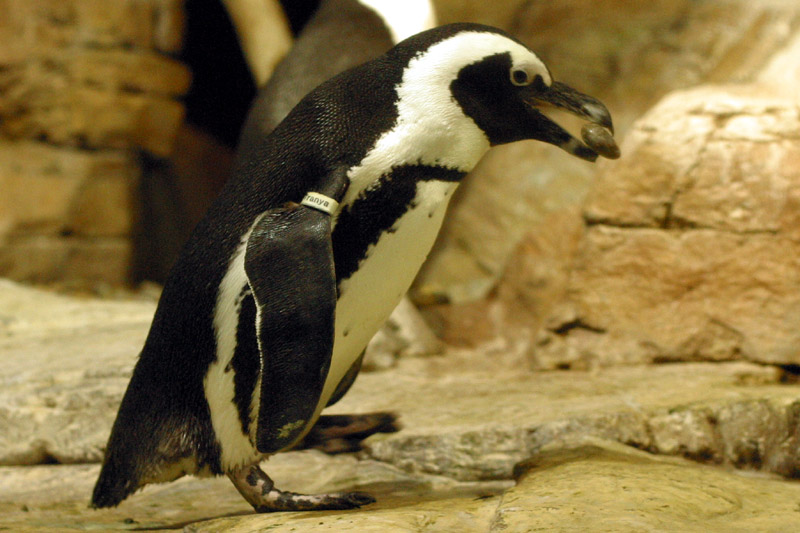 Monterey:penguin builder